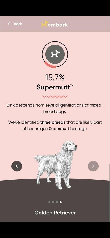 Enlarge Binx, a Adoptable mixed breed in Waterloo, IN image 4/6