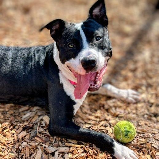 Slate, a Adoptable Mixed Breed in Jacksonville, FL image 2/3