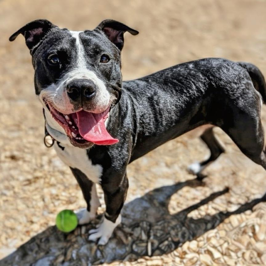 Slate, a Adoptable Mixed Breed in Jacksonville, FL image 3/3