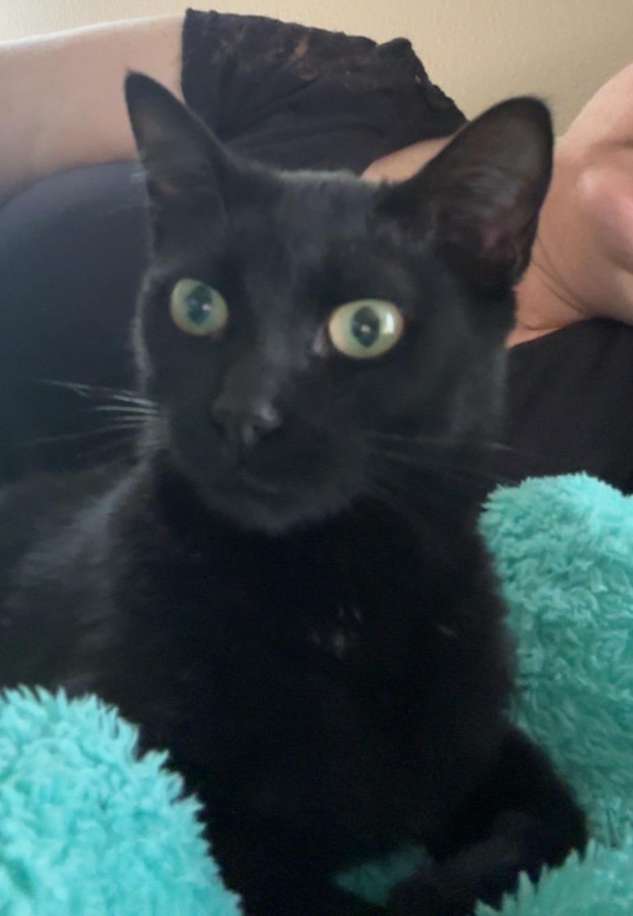 Enlarge HAZEL..beautiful, playful, gets along with dogs, a Adoptable Domestic Short Hair in Cantonment, FL image 4/5