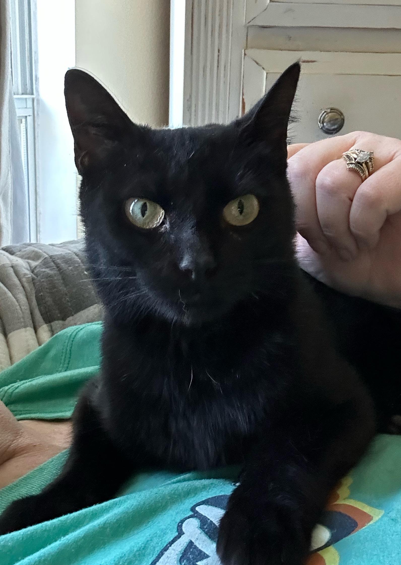 Enlarge HAZEL..beautiful, playful, gets along with dogs, a Adoptable Domestic Short Hair in Cantonment, FL image 3/5