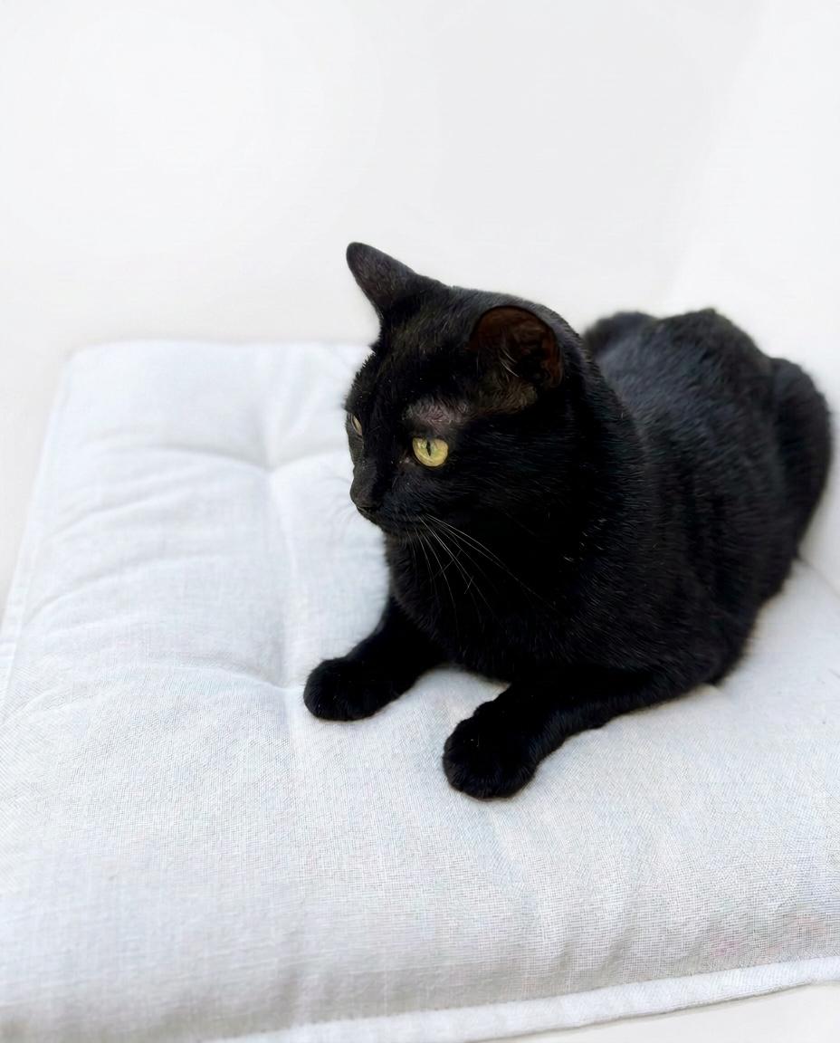 Enlarge HAZEL..beautiful, playful, gets along with dogs, a Adoptable Domestic Short Hair in Cantonment, FL image 5/5
