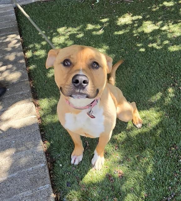Jiffy, a ADOPTABLE Pit Bull Terrier in Phoenix, OR image 3/5