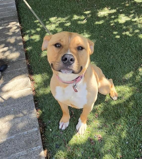 Jiffy, ADOPTABLE, Young Male Pit Bull Terrier.