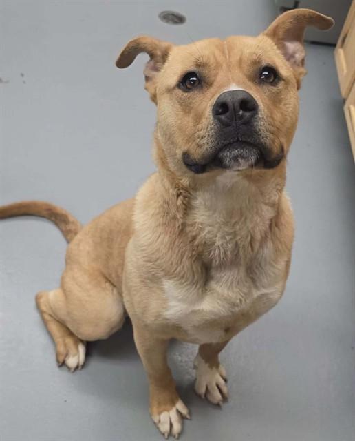 Jiffy, a ADOPTABLE Pit Bull Terrier in Phoenix, OR image 5/5