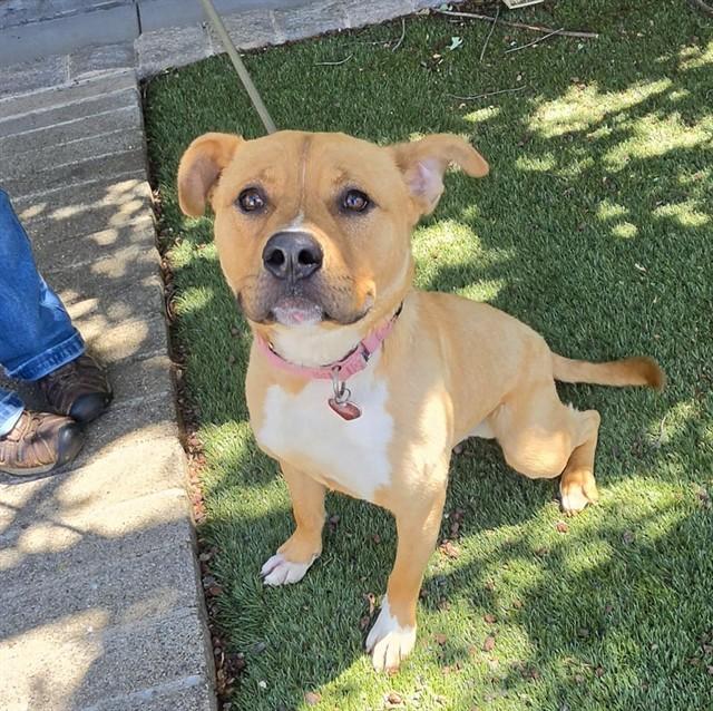 Jiffy, a ADOPTABLE Pit Bull Terrier in Phoenix, OR image 2/5