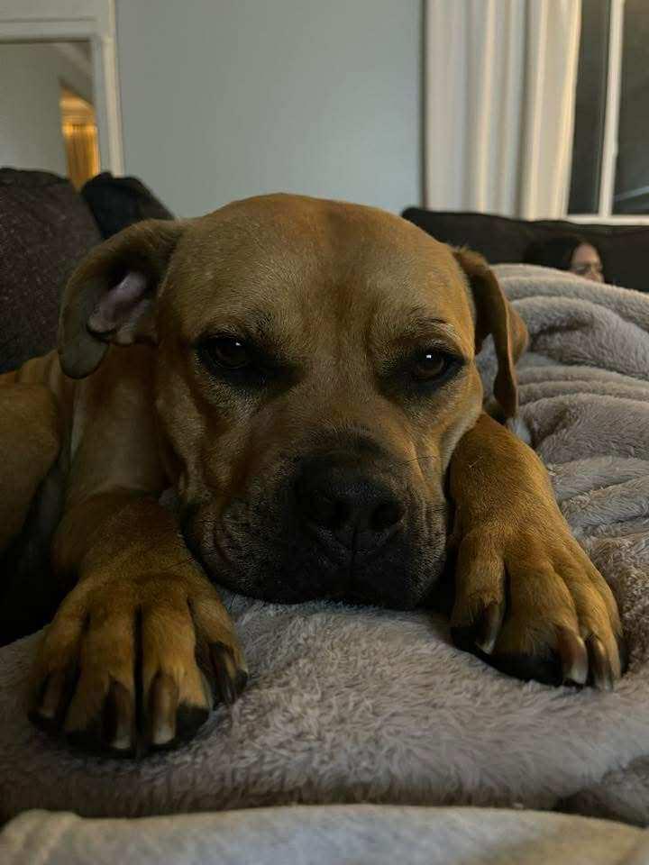 Lumen, a Adoptable mixed breed in Pleasant Ridge, MI image 4/5