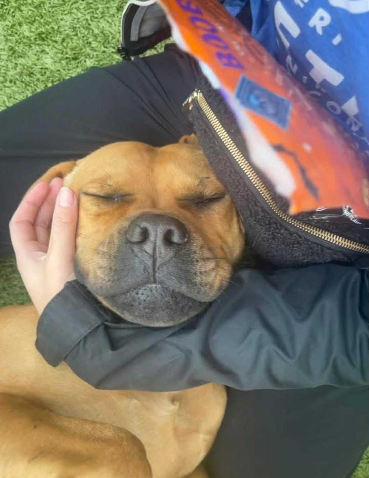 Lumen, a Adoptable mixed breed in Pleasant Ridge, MI image 5/5