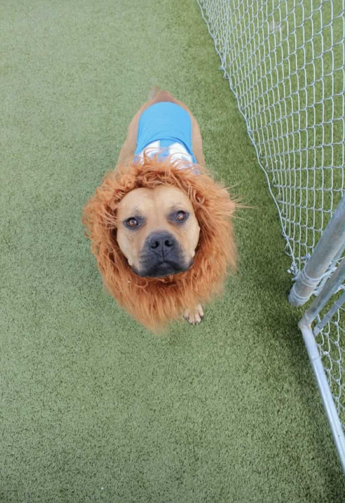 Lumen, a Adoptable mixed breed in Pleasant Ridge, MI image 2/5