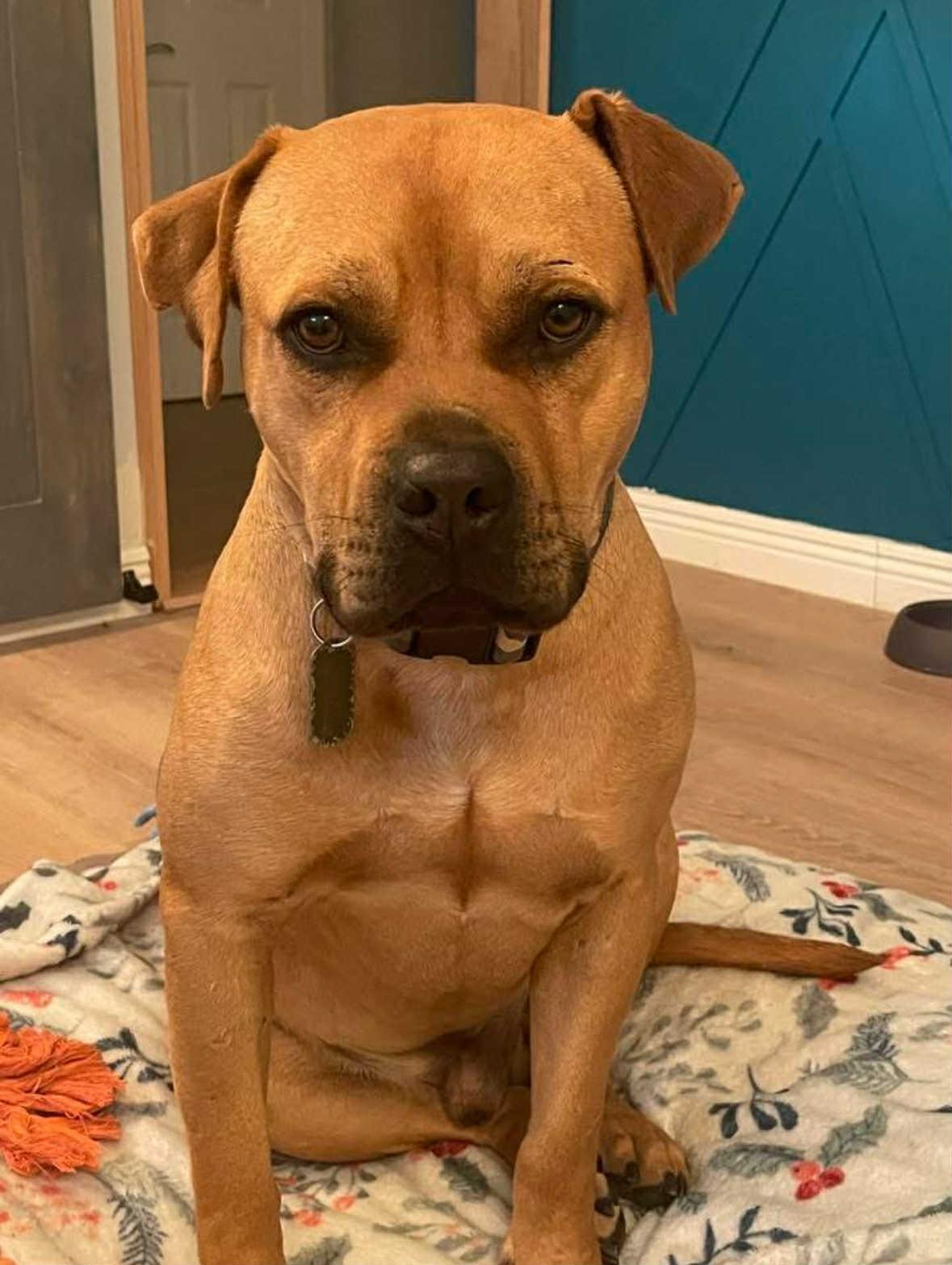 Lumen, a Adoptable mixed breed in Pleasant Ridge, MI image 1/5