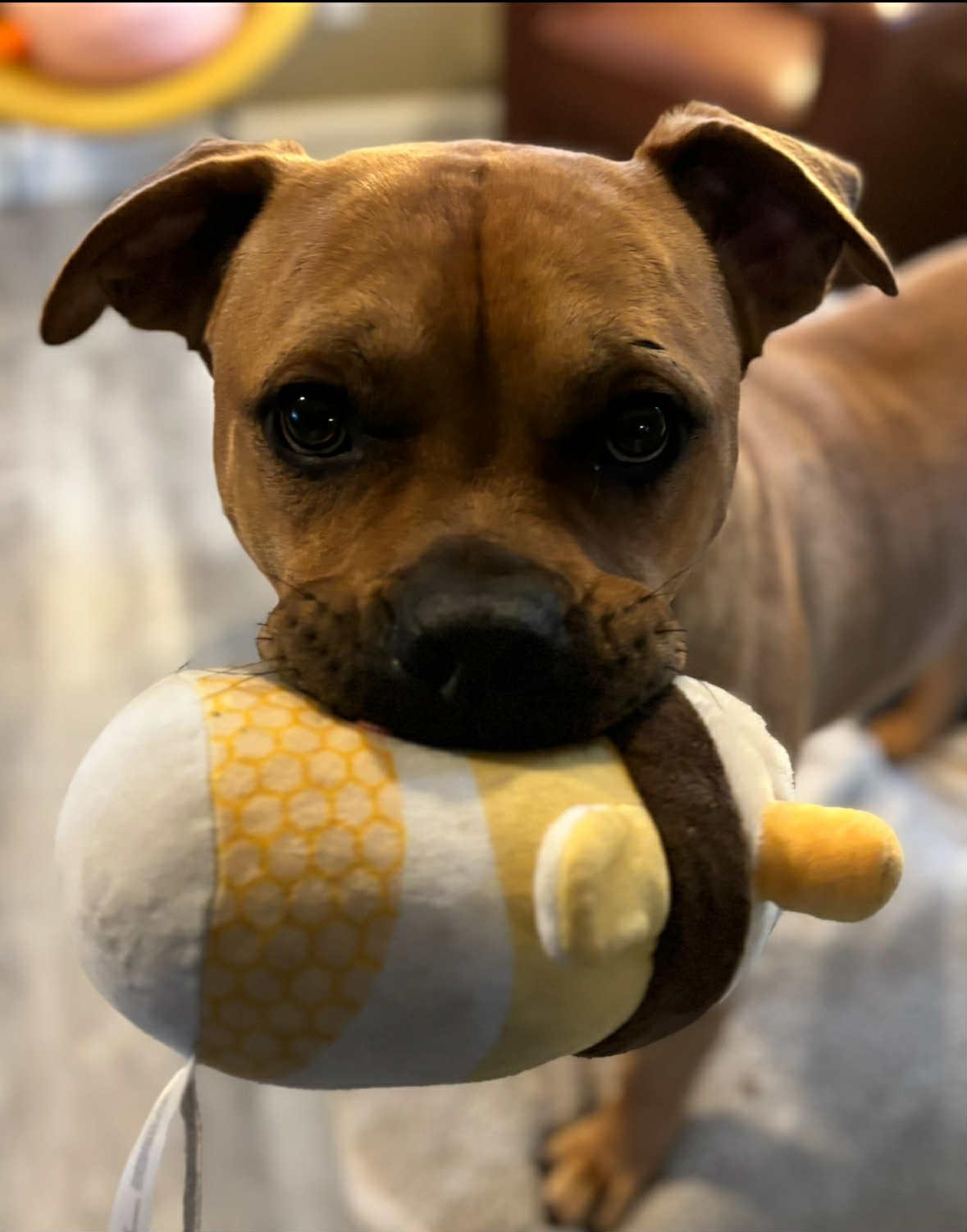 Lumen, a Adoptable mixed breed in Pleasant Ridge, MI image 3/5