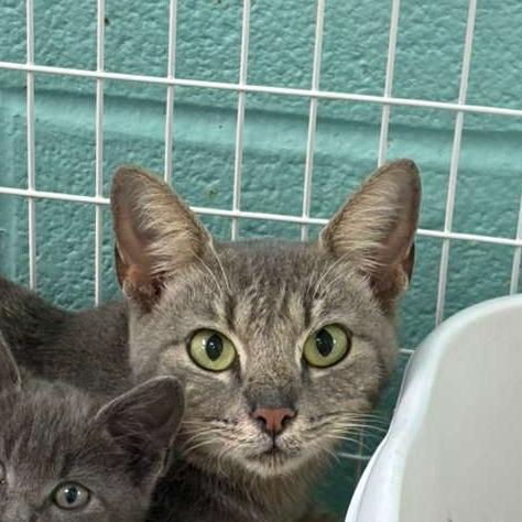 Enlarge Cranberry, a Adoptable Domestic Short Hair in Gadsden, AL image 1/1