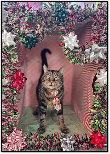 HUNTER, Adoptable, Adult Male Bengal & Domestic Short Hair.