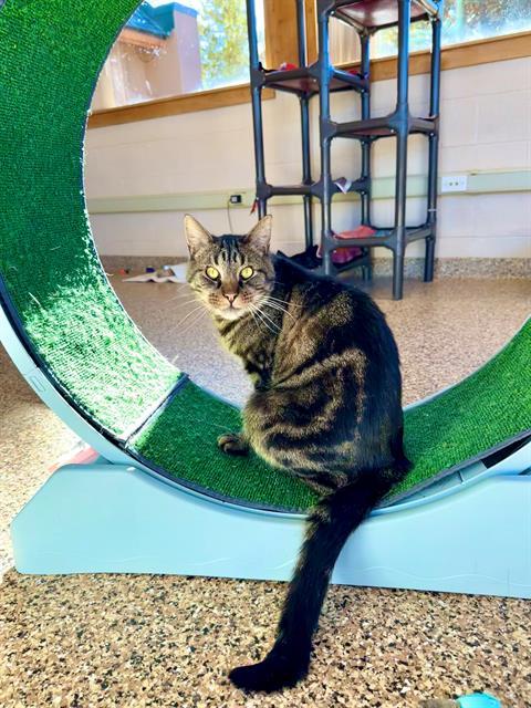 HUNTER, Adoptable, Adult Male Bengal & Domestic Short Hair.