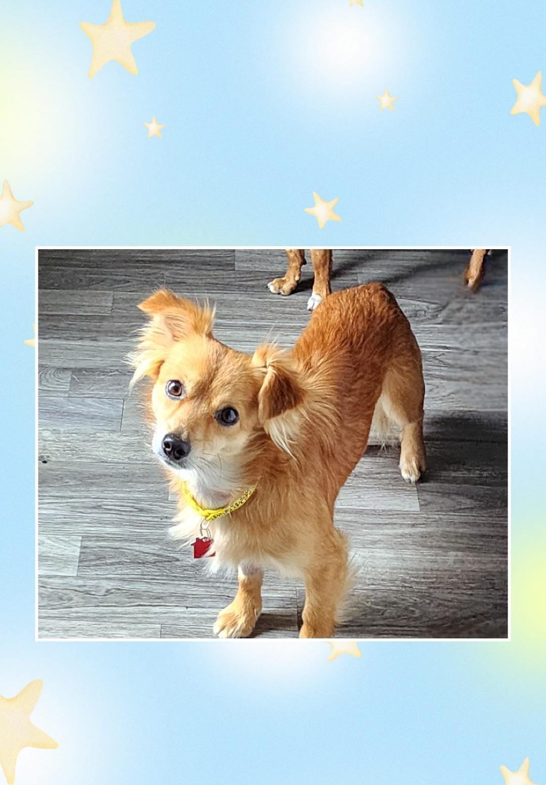Enlarge Charlie , a Adoptable mixed breed in Lake Geneva, WI image 1/6