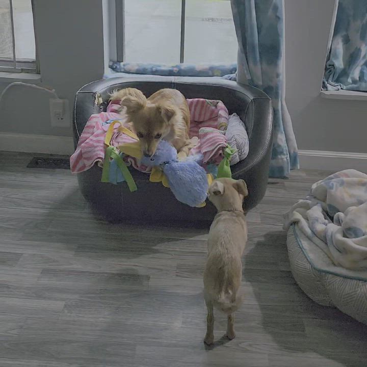 Enlarge Charlie , a Adoptable mixed breed in Lake Geneva, WI video 5/6