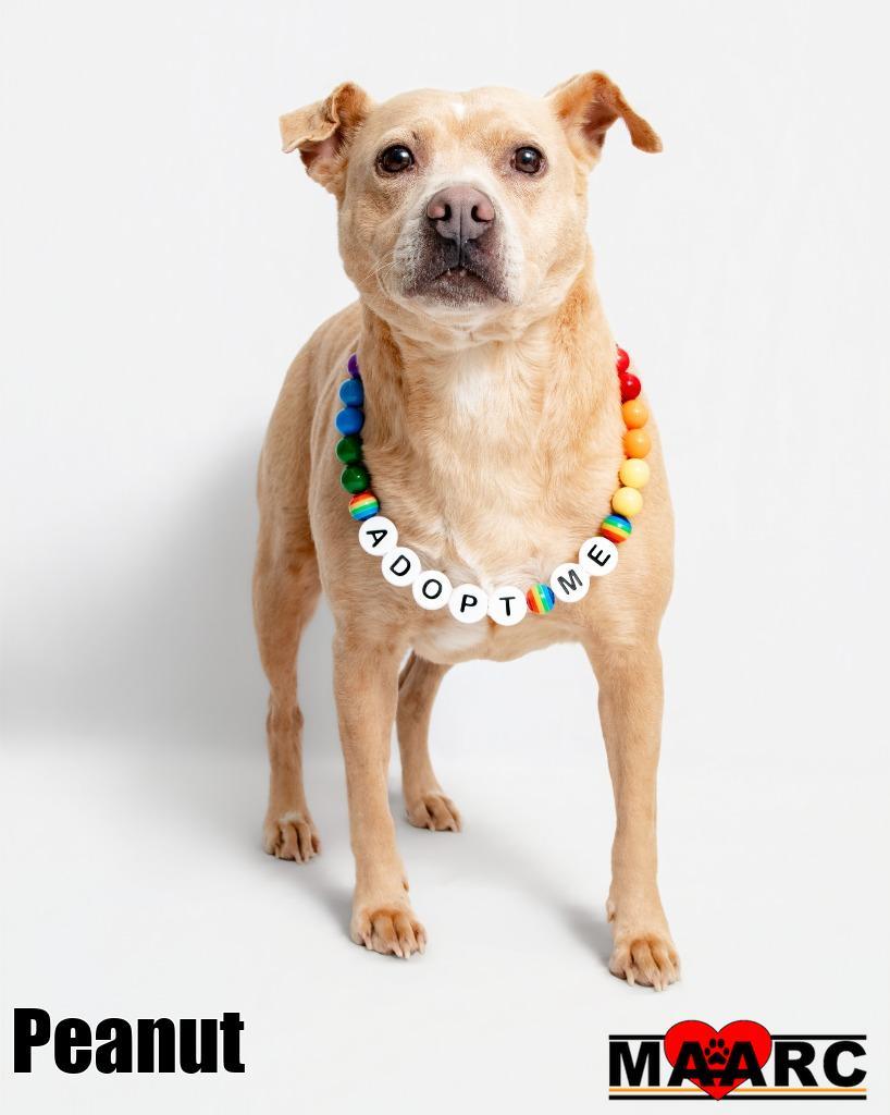 Peanut, Adoptable, Adult Female Mixed Breed.