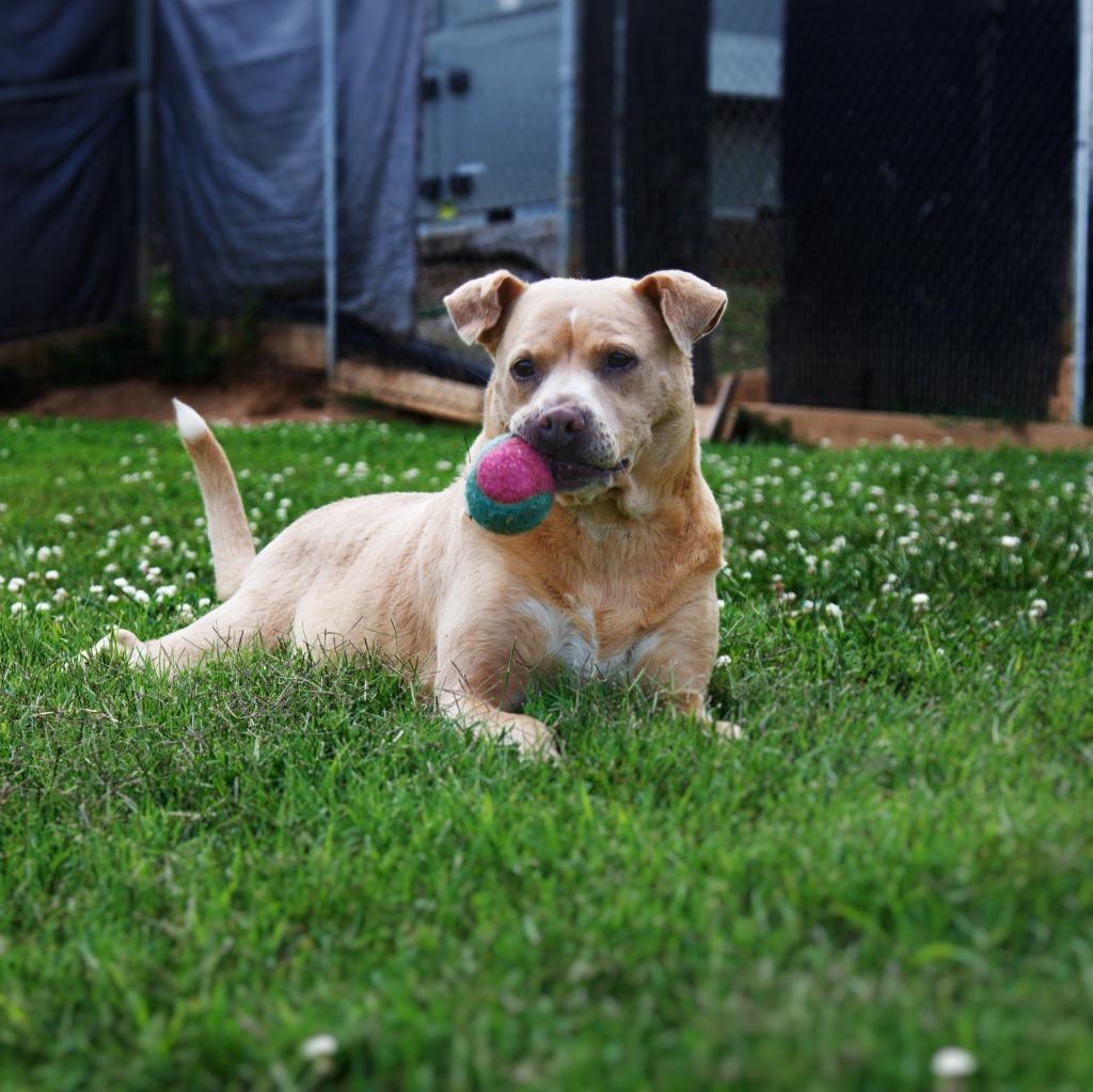 Enlarge Peanut, a Adoptable mixed breed in Maryville, TN image 2/4