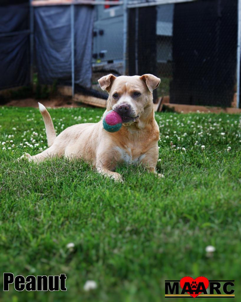 Enlarge Peanut, a Adoptable mixed breed in Maryville, TN image 3/4