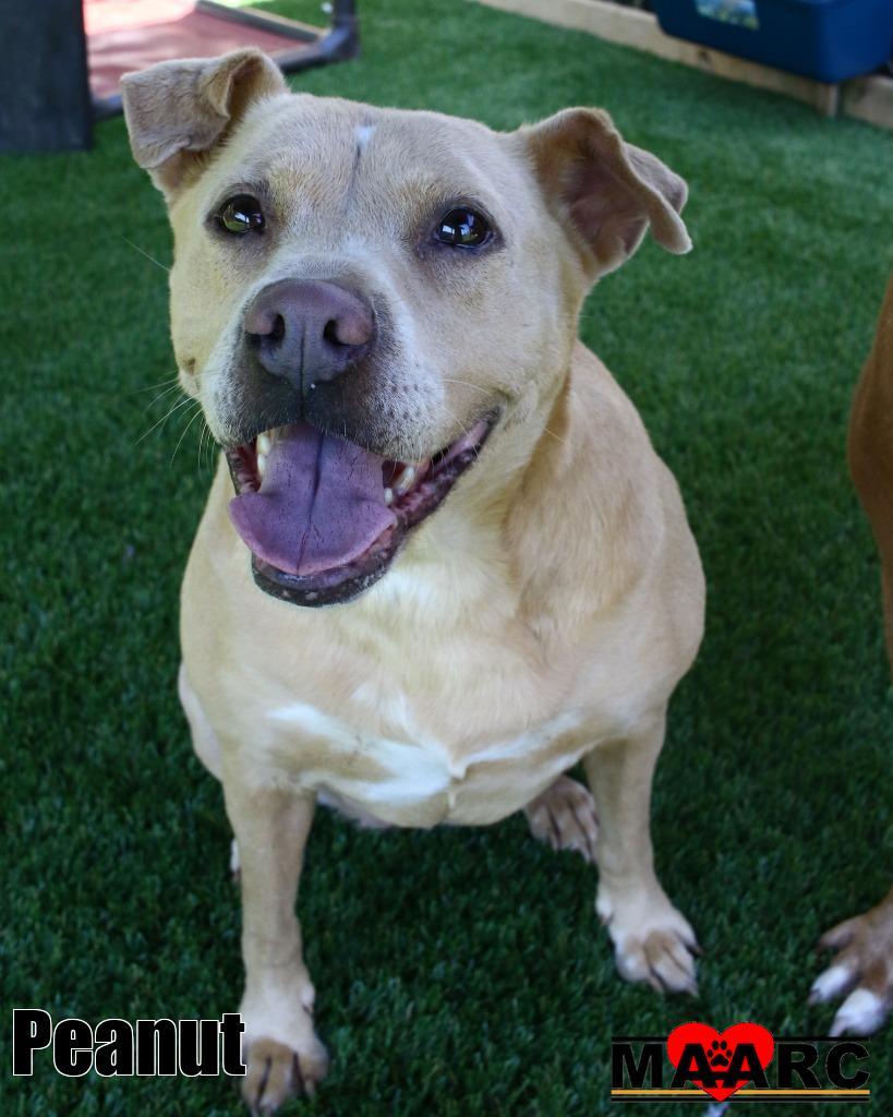 Enlarge Peanut, a Adoptable mixed breed in Maryville, TN image 4/4