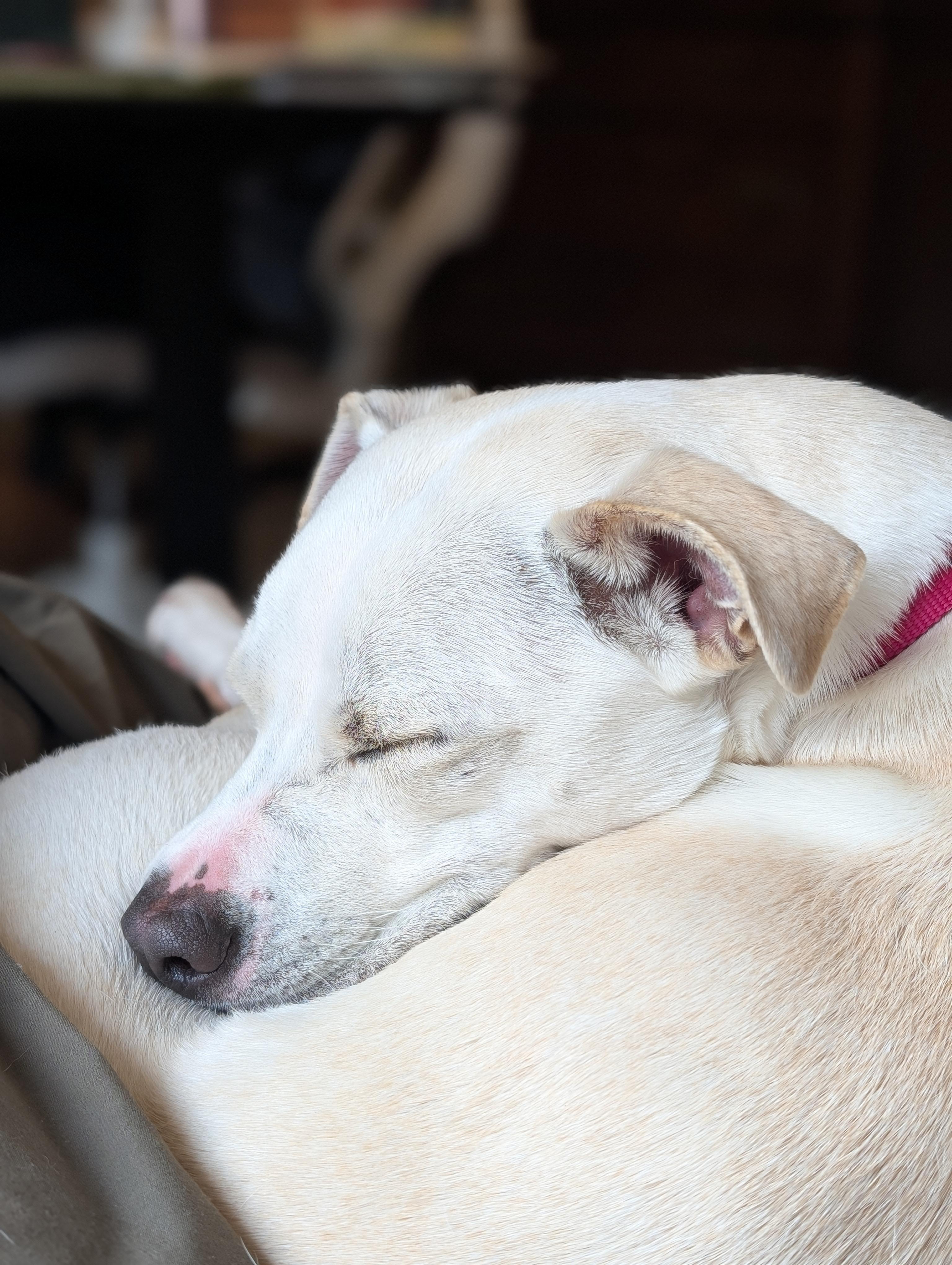 Enlarge Willow, a Adoptable mixed breed in lynnwood , WA image 3/6