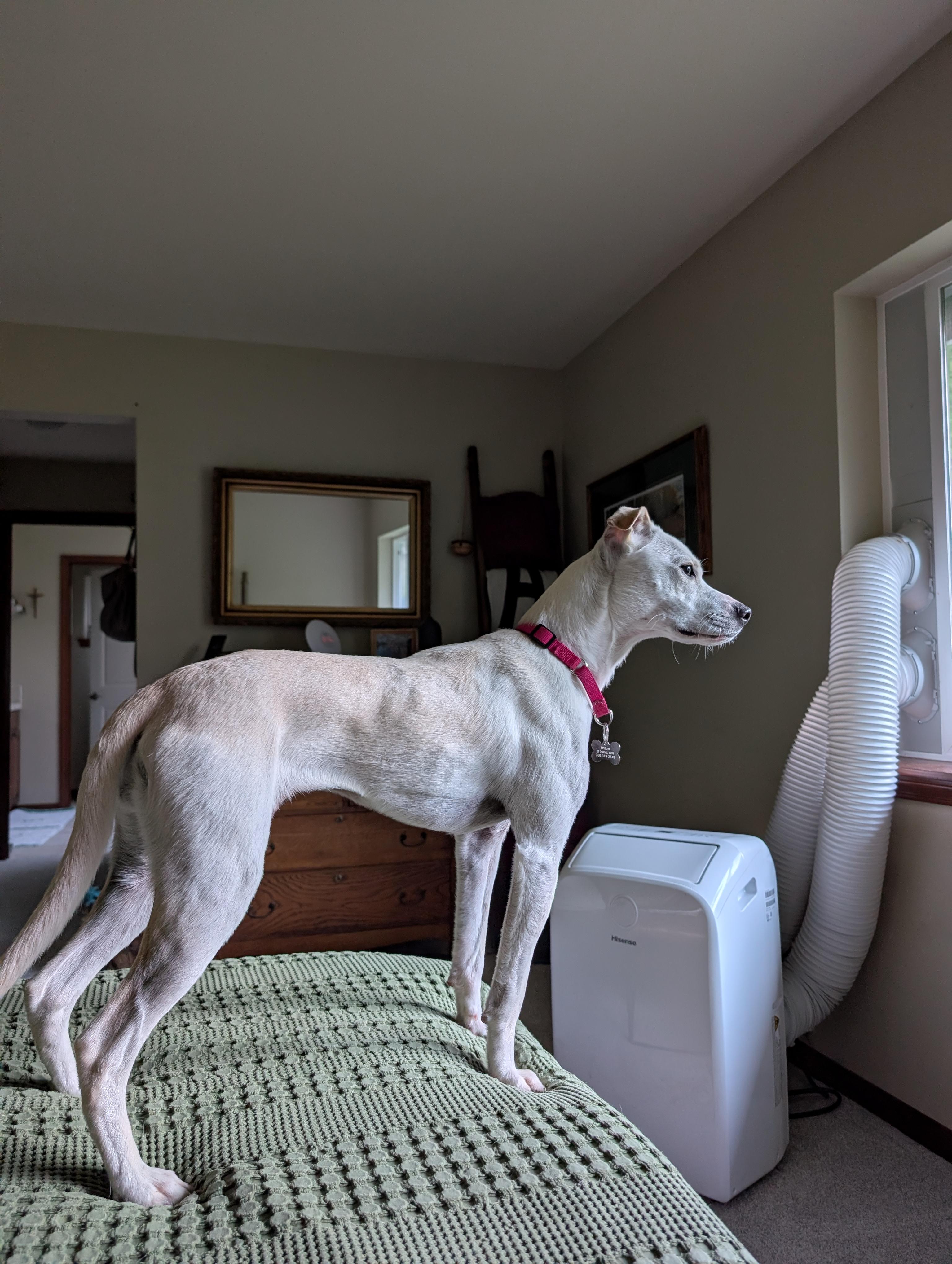 Enlarge Willow, a Adoptable mixed breed in lynnwood , WA image 5/6