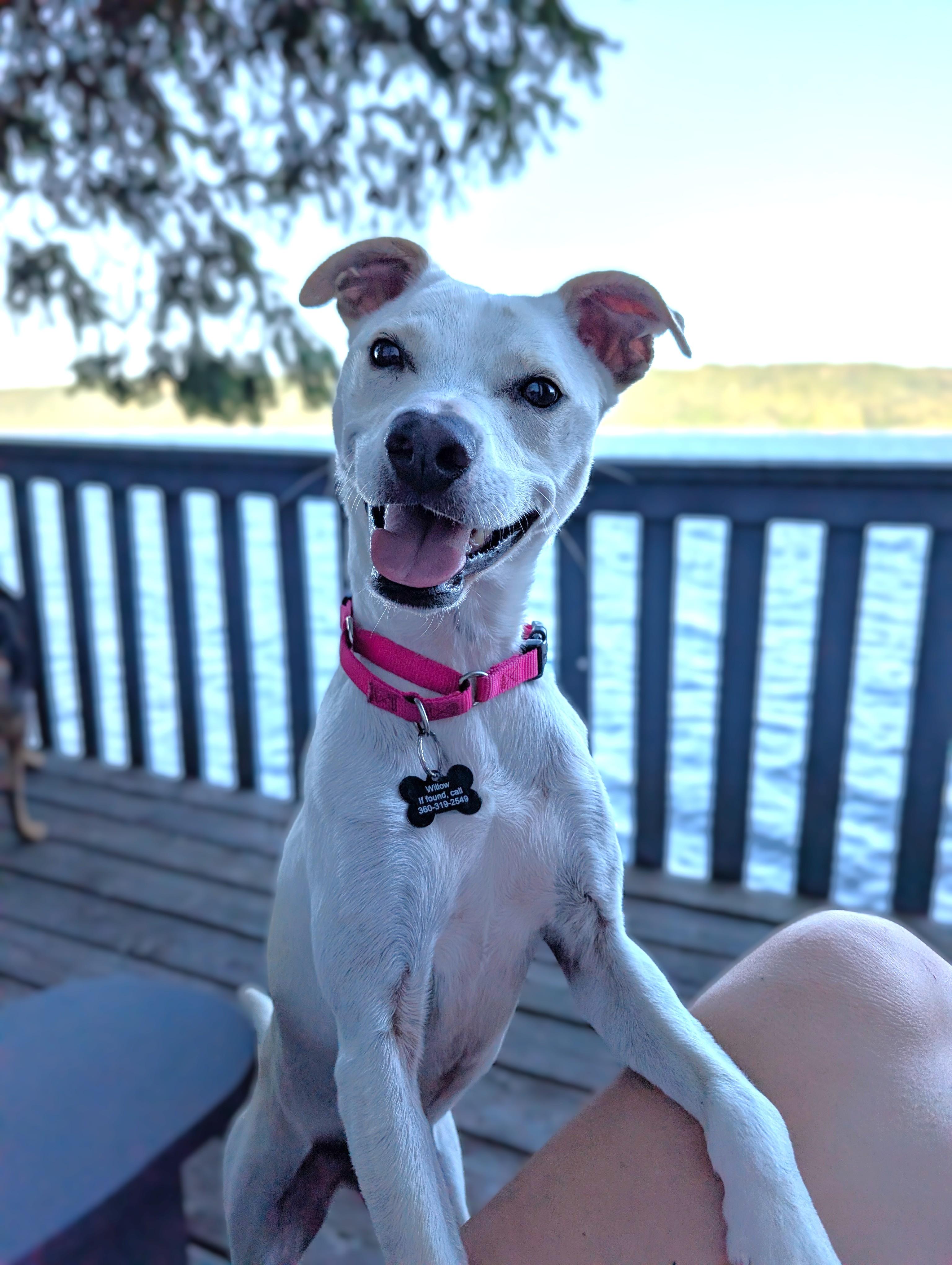 Willow, Adoptable, Young Female Whippet & Jindo.