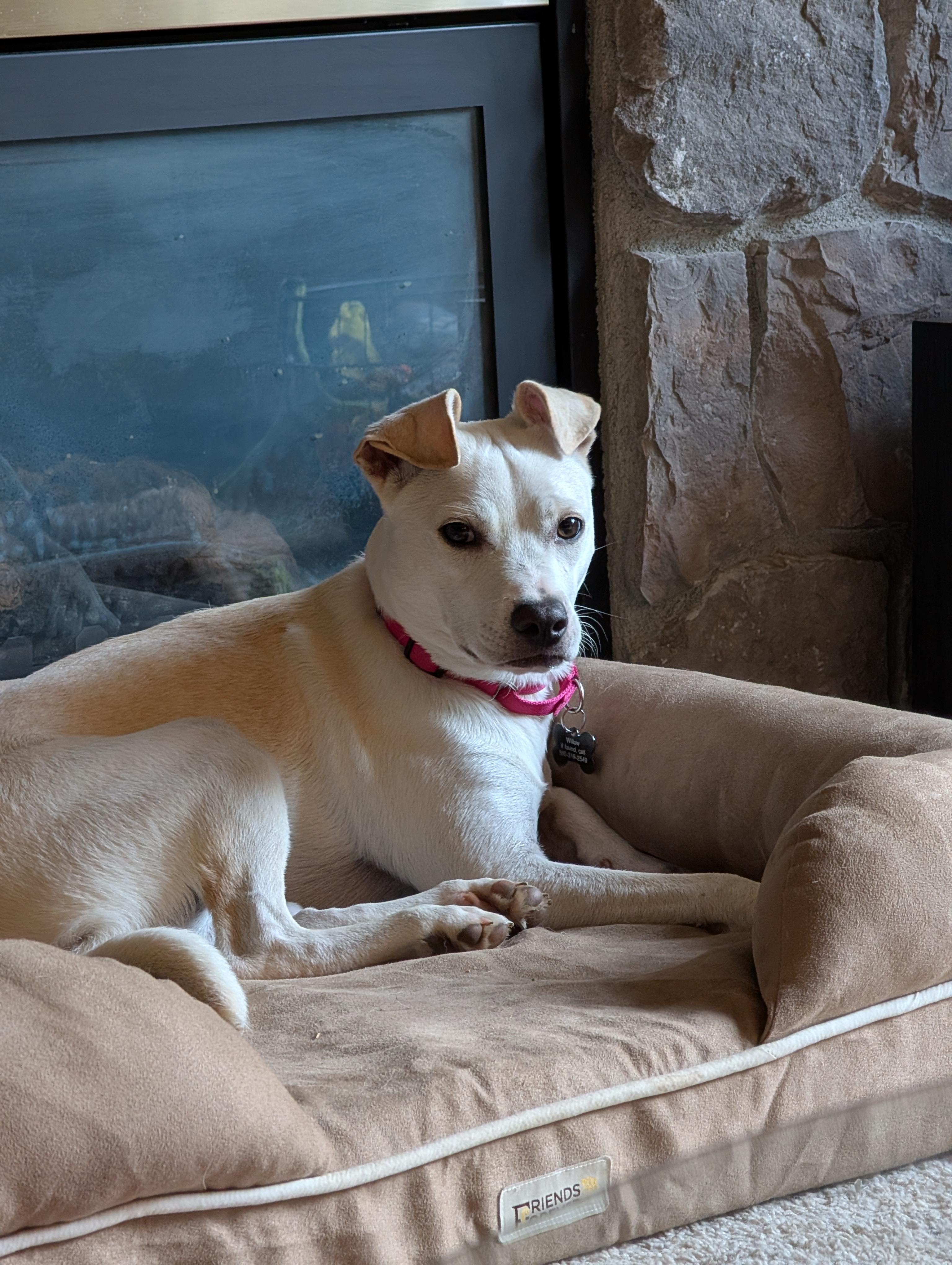 Enlarge Willow, a Adoptable mixed breed in lynnwood , WA image 4/6