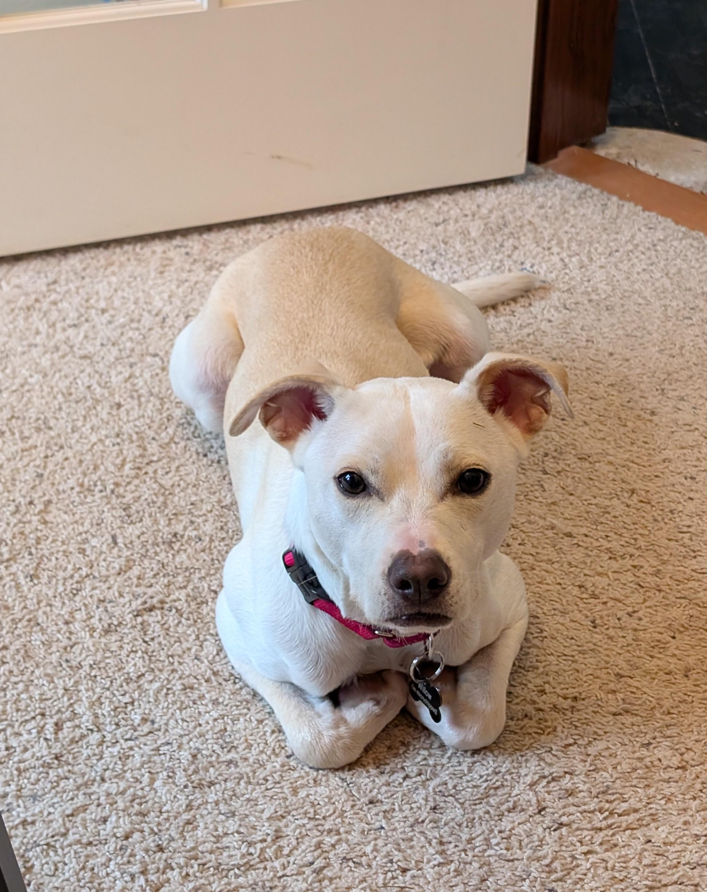 Enlarge Willow, a Adoptable mixed breed in lynnwood , WA image 2/6