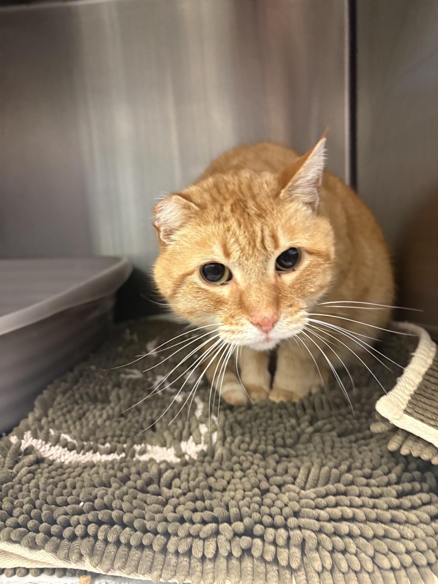 Enlarge Sammy, a ADOPTABLE American Shorthair in Ashland, VA image 1/4