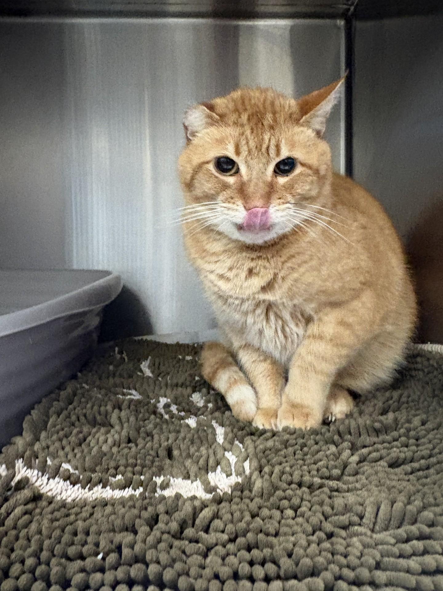 Enlarge Sammy, a ADOPTABLE American Shorthair in Ashland, VA image 2/4