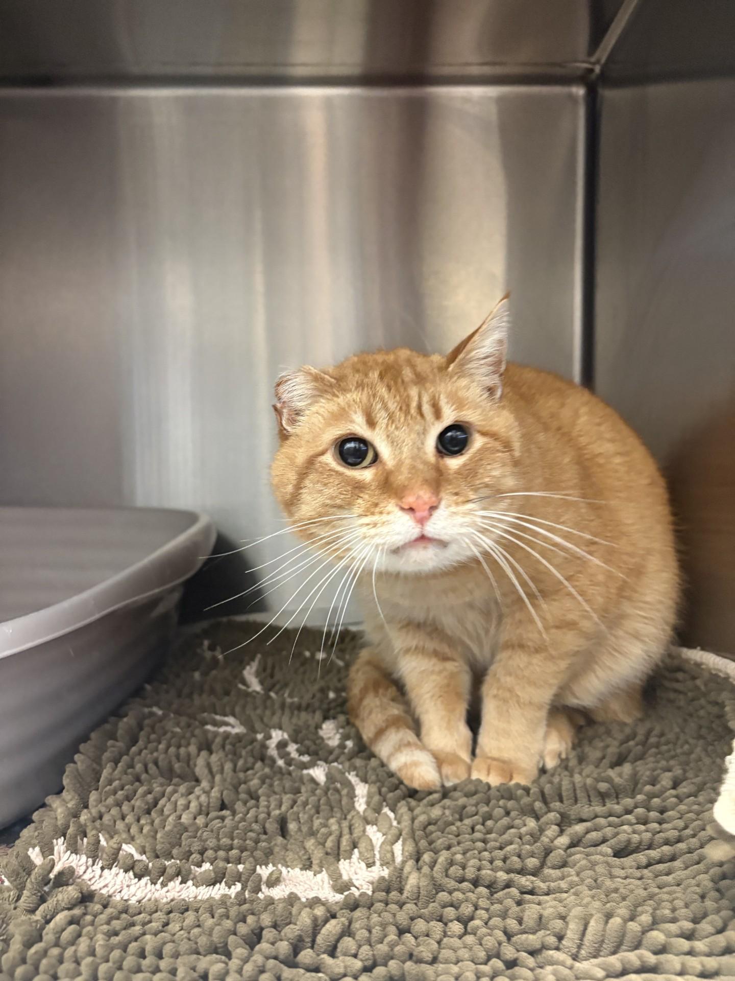 Enlarge Sammy, a ADOPTABLE American Shorthair in Ashland, VA image 3/4