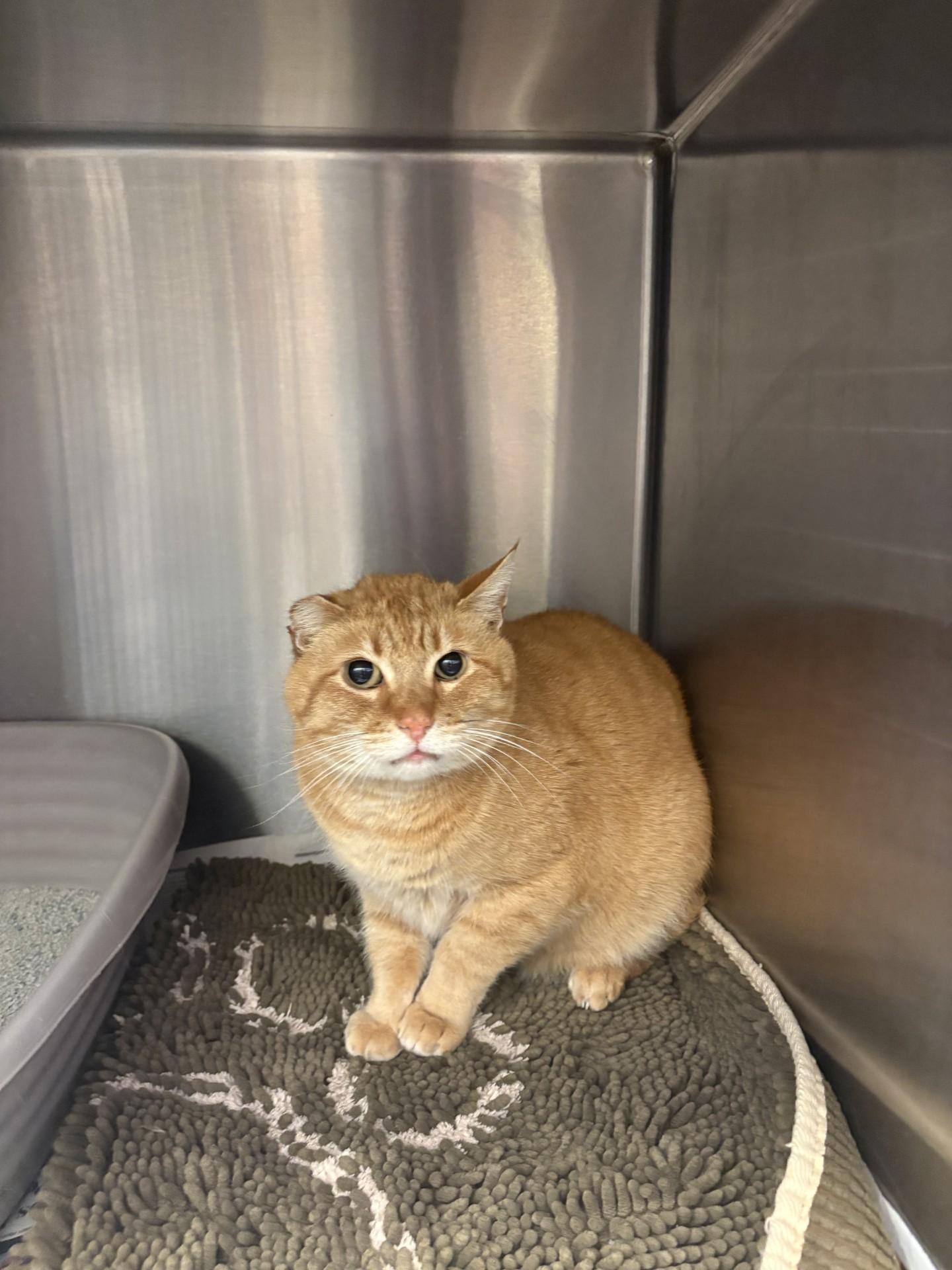 Enlarge Sammy, a ADOPTABLE American Shorthair in Ashland, VA image 4/4