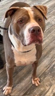 Enlarge Baloo Yrly 362/25, a Adoptable mixed breed in Sidney, OH image 1/6