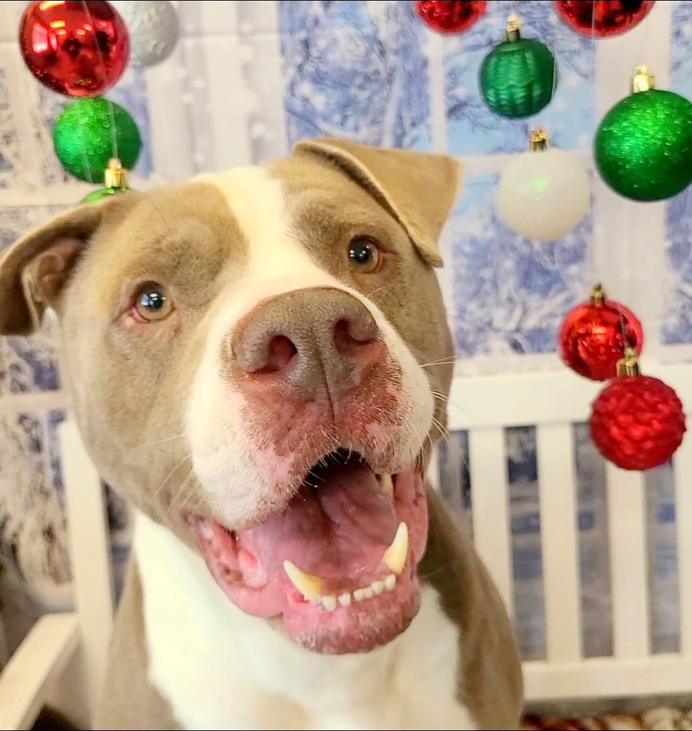 Enlarge Baloo Yrly 362/25, a Adoptable mixed breed in Sidney, OH image 2/6