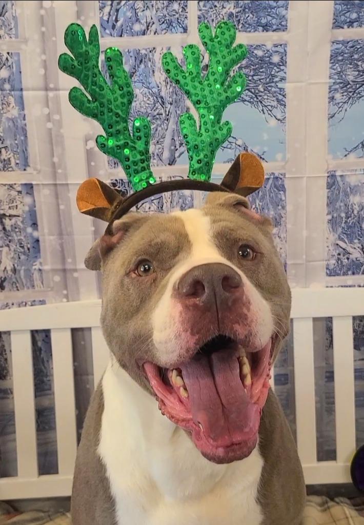 Enlarge Baloo Yrly 362/25, a Adoptable mixed breed in Sidney, OH image 3/6