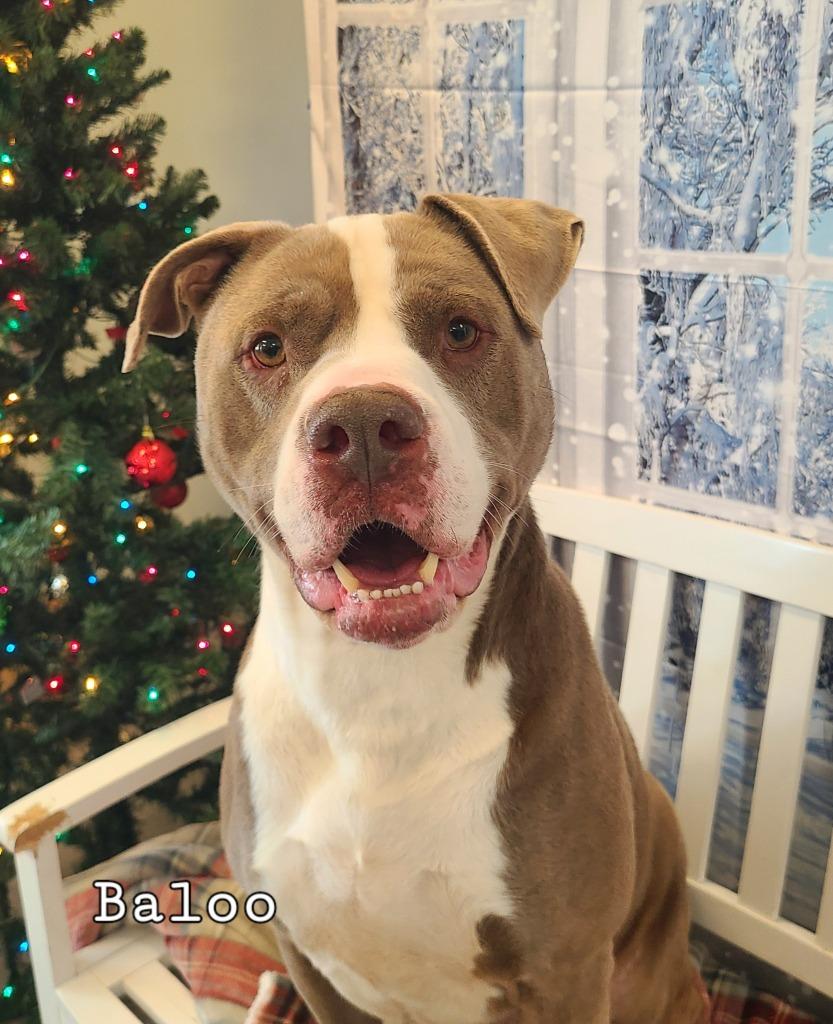 Baloo Yrly 362/25, a Adoptable mixed breed in Sidney, OH image 4/6