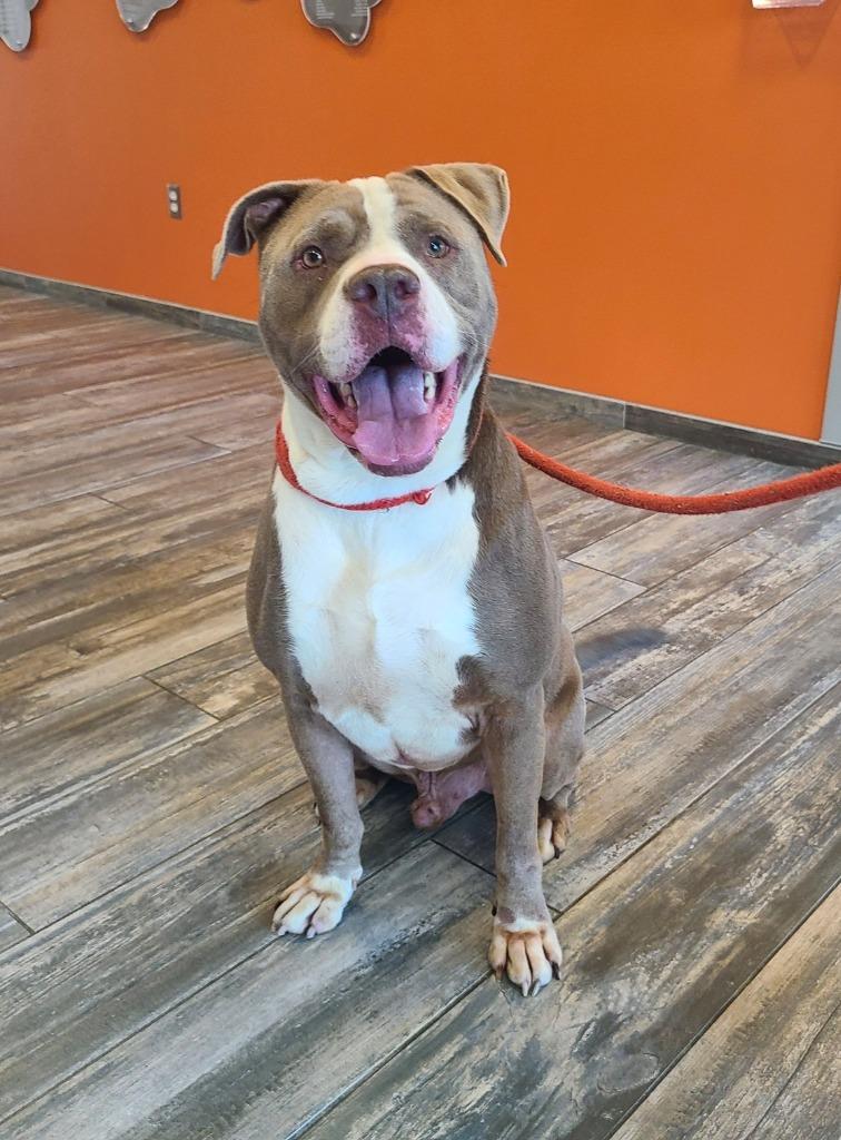 Enlarge Baloo Yrly 362/25, a Adoptable mixed breed in Sidney, OH image 4/6