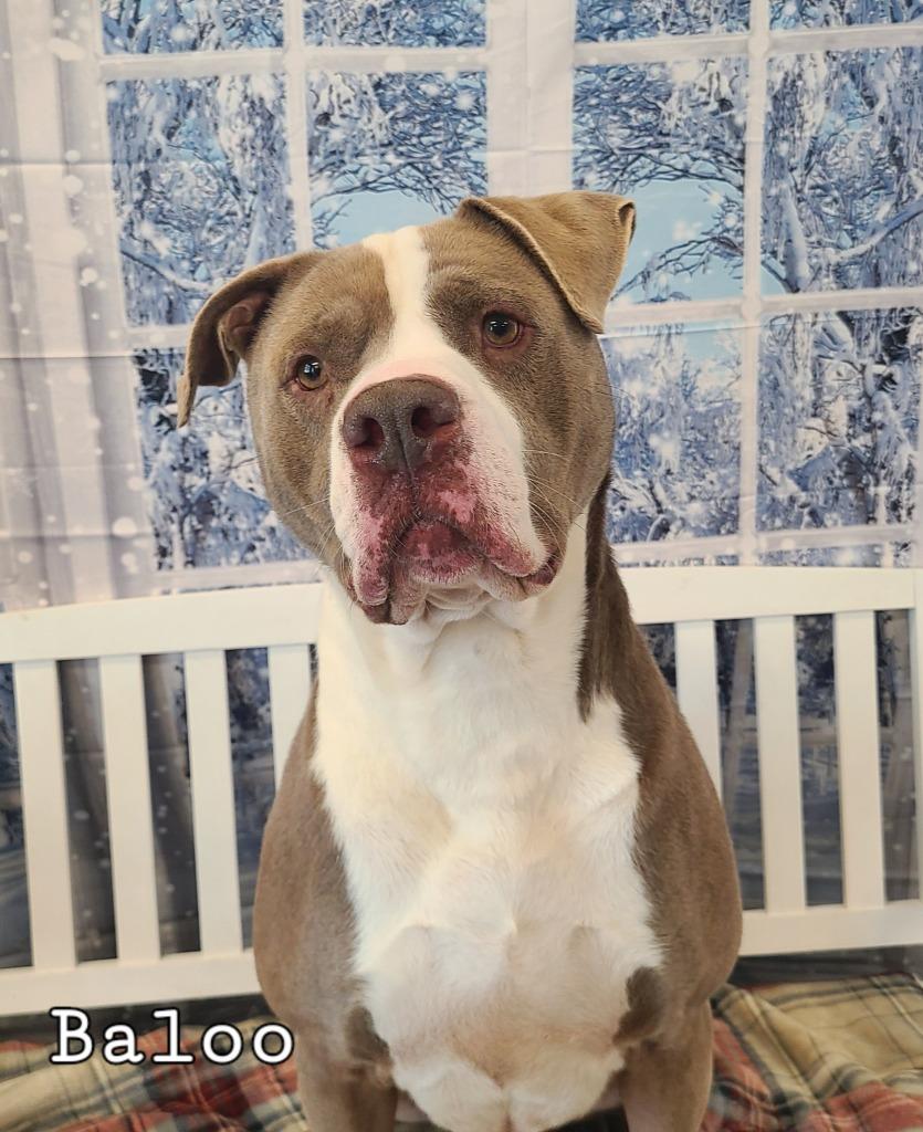 Enlarge Baloo Yrly 362/25, a Adoptable mixed breed in Sidney, OH image 5/6