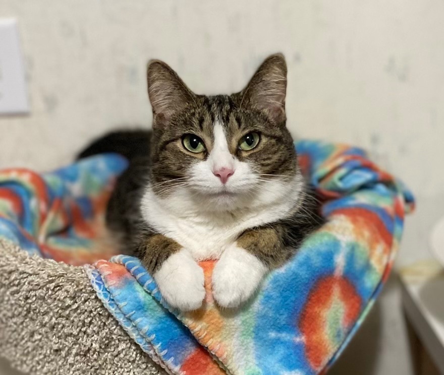 Lark , a Adoptable mixed breed in Goshen, IN image 1/7