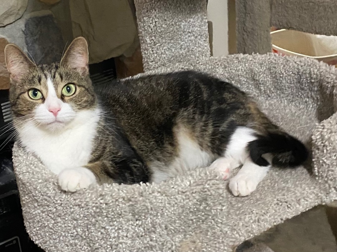 Lark , Adoptable, Adult Female Tabby & Domestic Short Hair.