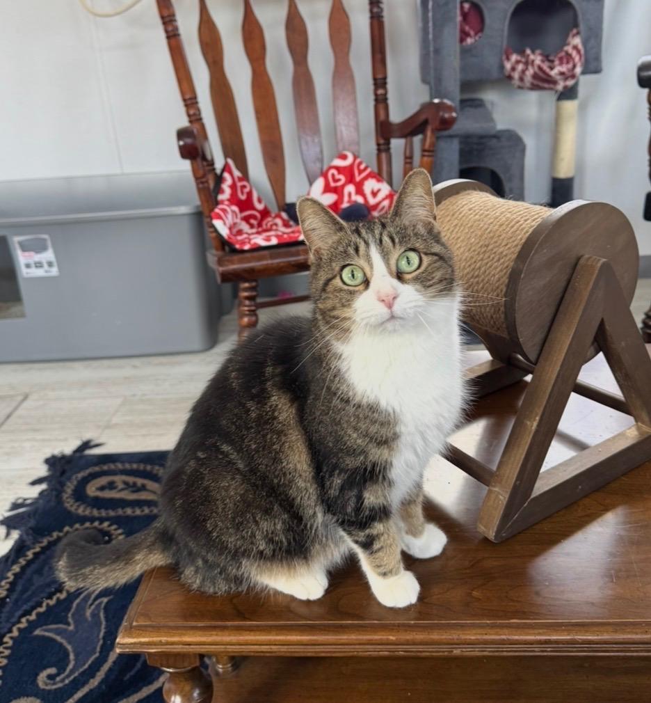 Lark , a Adoptable mixed breed in Goshen, IN image 2/5