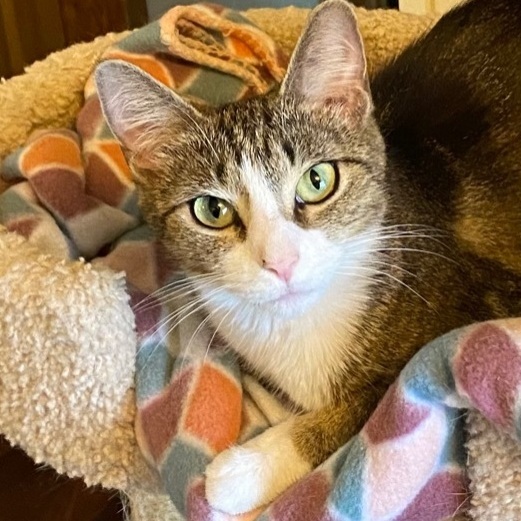 Lark , a Adoptable mixed breed in Goshen, IN image 3/7