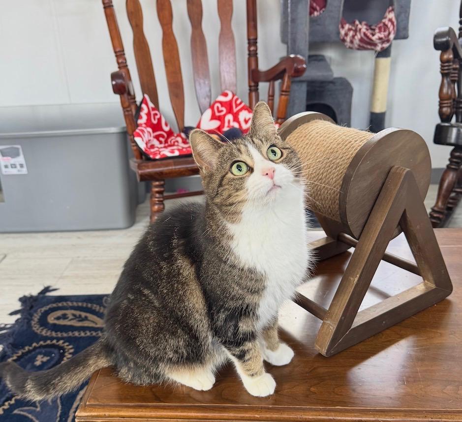 Lark , a Adoptable mixed breed in Goshen, IN image 1/5