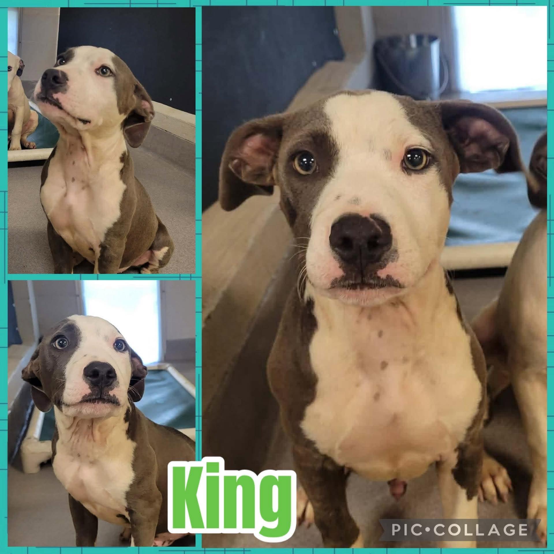 King, ADOPTABLE, Puppy Male Pit Bull Terrier.