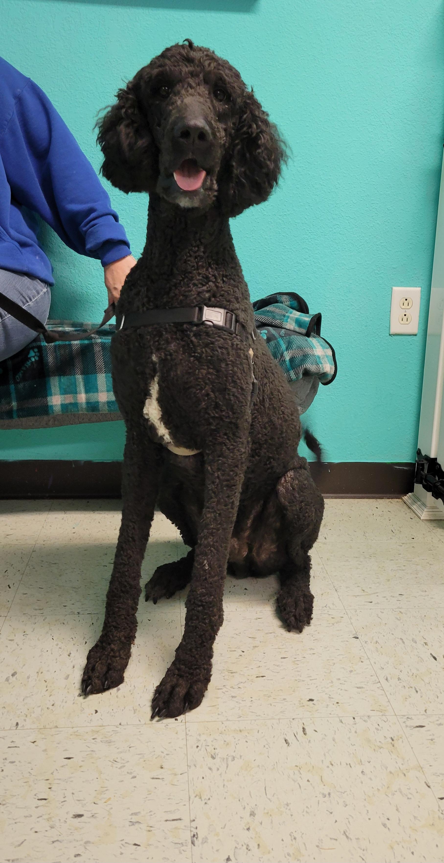 Enlarge Romeo, a Adopted mixed breed in VANDALIA, IL image 2/3