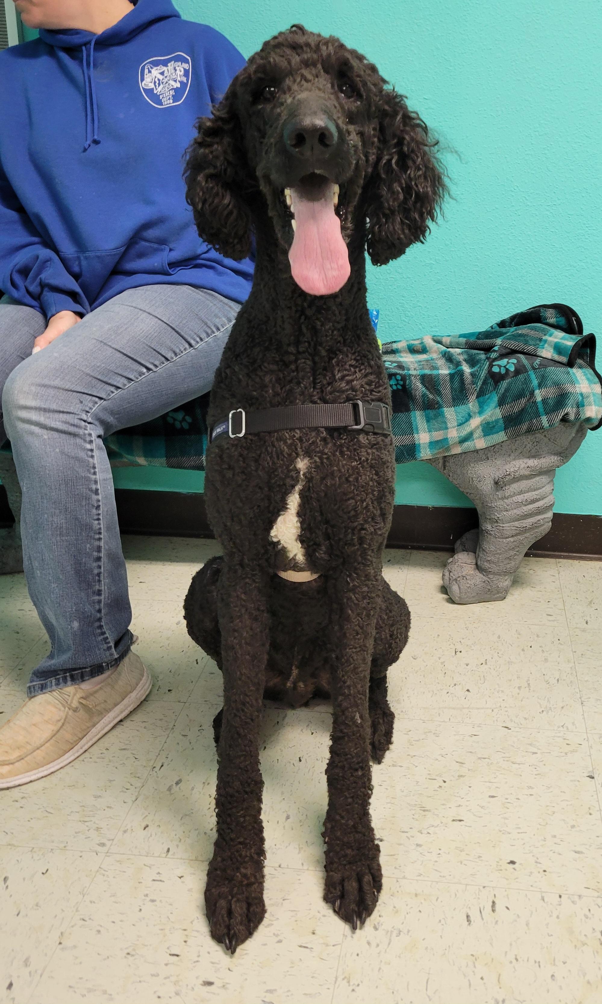 Enlarge Romeo, a Adopted mixed breed in VANDALIA, IL image 1/3