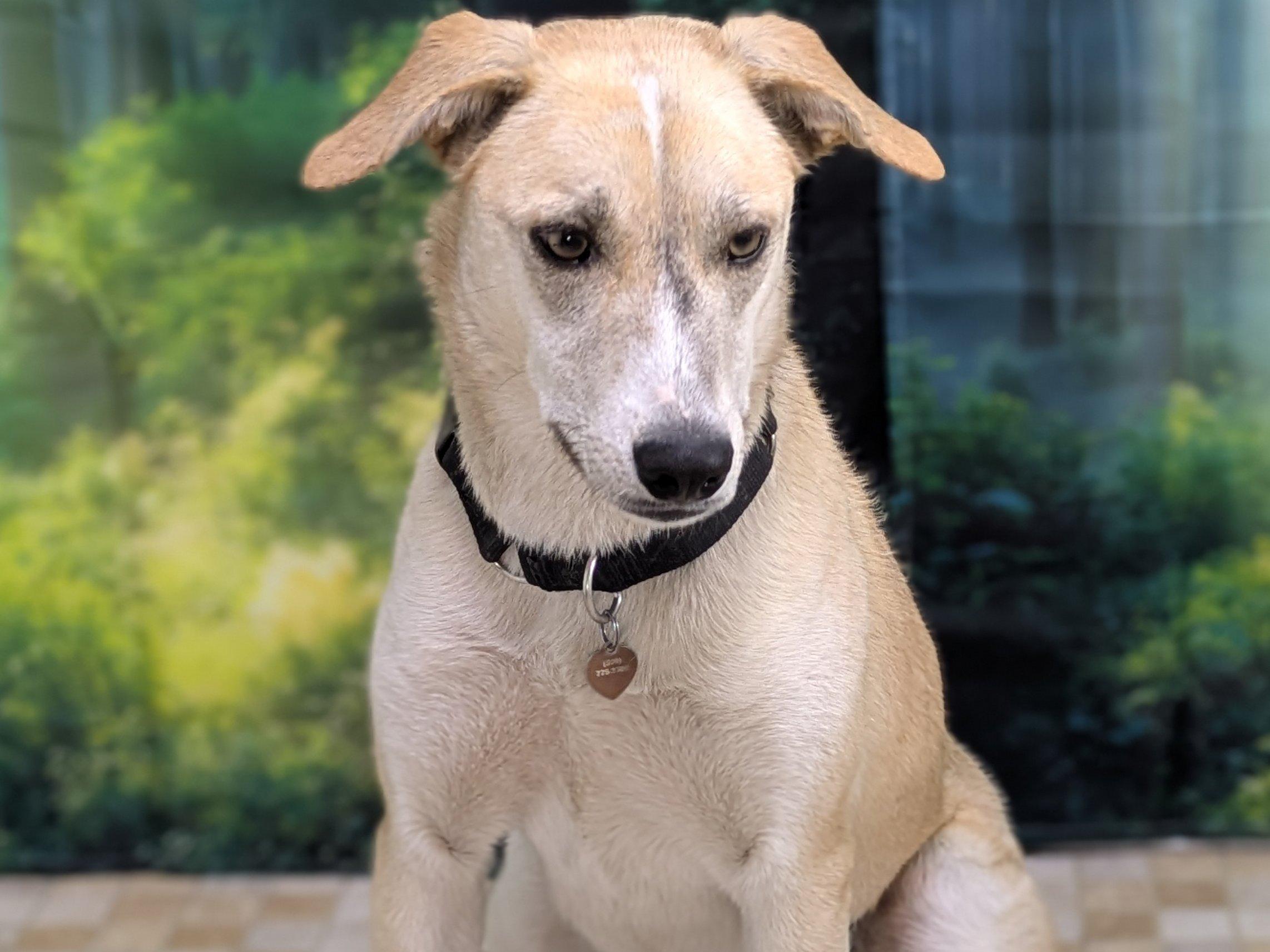 Enlarge Sarah, a Adoptable mixed breed in North Bend, WA image 6/6