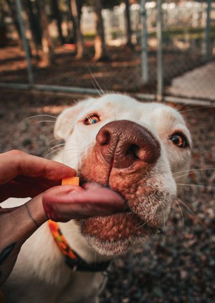 Veronica, ADOPTABLE, Young Female Mixed Breed.