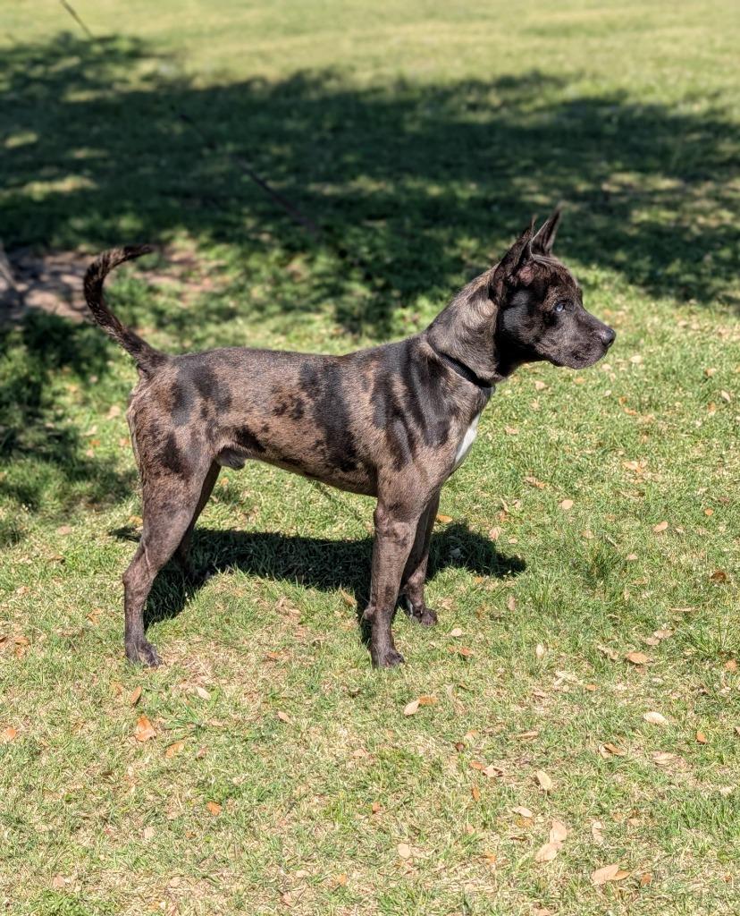 Gunner, Adoptable, Adult Male Catahoula Leopard Dog.